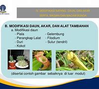 Contoh Tanaman Modifikasi Daun